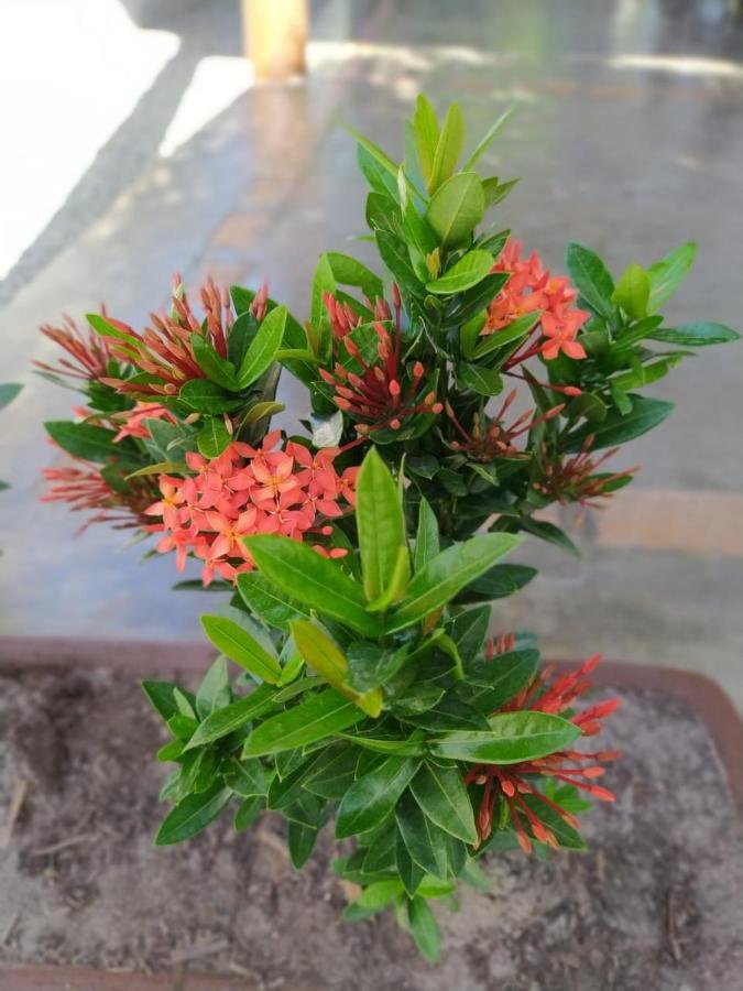 Recanto Do Meu Bem Villa Jijoca de Jericoacoara Bagian luar foto